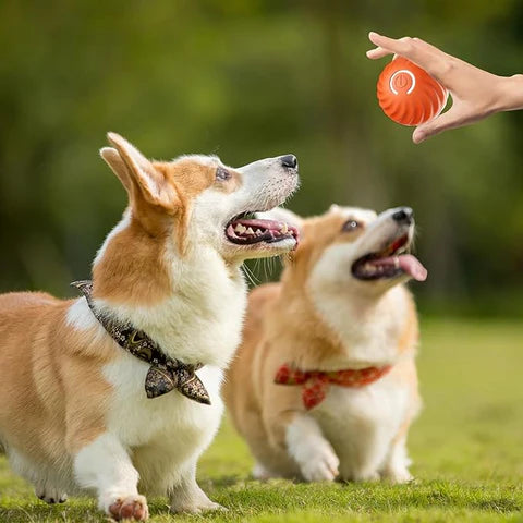 Furlo™ AutoChase Ball